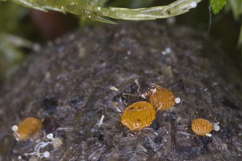 Cheilymenia megaspora